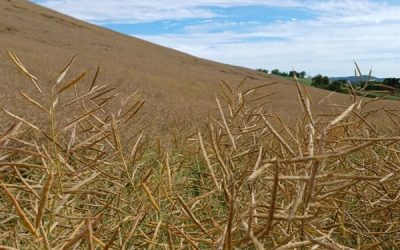 Temperaturas amenas e chuvas bem distribuídas favorecem o desenvolvimento da canola