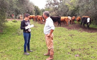 Primavera é o momento ideal para realizar o manejo estratégico e proteger o rebanho dos parasitas