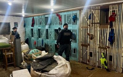 Brigada Militar flagra rinha de galos em Ernestina