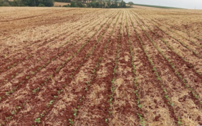 Plantio da soja é de 22% da área prevista para o RS