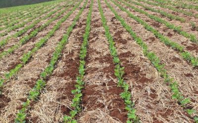 Soja no RS: plantio acelera e desenvolvimento inicial é adequado