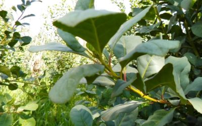 Cerimônia marca a conquista da Indicação Geográfica da Erva-Mate Região de Machadinho