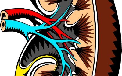 Hospital de Clínicas de Porto Alegre alcança a marca de três mil transplantes renais