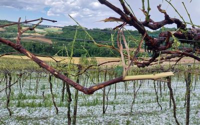 Emater/RS-Ascar recomenda medidas para recuperar pomares e vinhedos após granizo