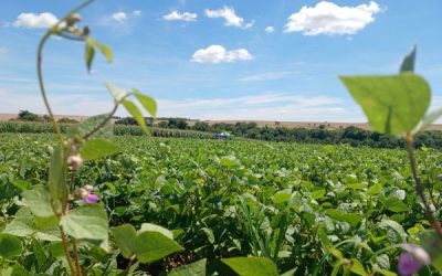 Plantio do Feijão 1ª Safra se aproxima do final no RS