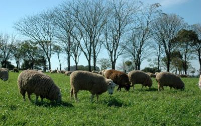 Ovinos têm comercialização intensificada no RS
