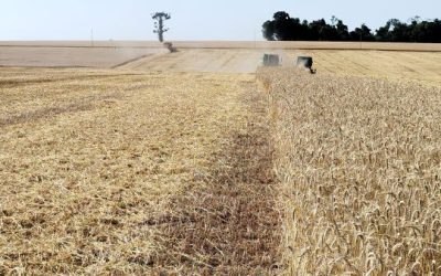 Colheita do trigo é finalizada no RS