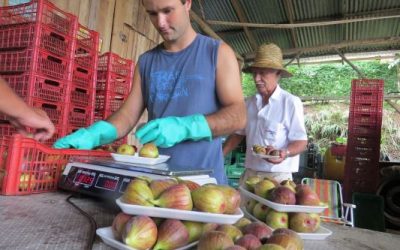 Produção de figo apresenta boas condições e mercado favorável no RS