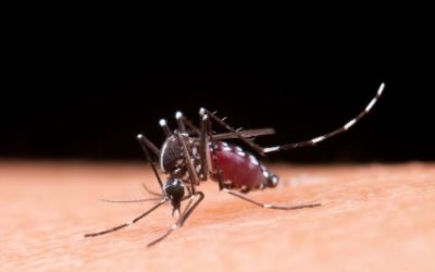 SAÚDE: RS fechou 2025 com mais de 44 mil casos confirmados de Dengue