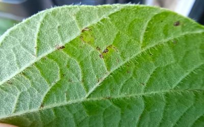 Ferrugem asiática desafia e impacta a produtividade da soja