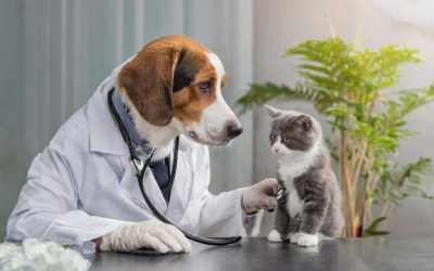 BRASIL: Projeto prevê dedução de até R$ 3 mil no IR para gastos com saúde de pets