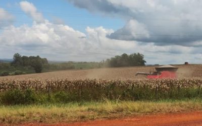 RS tem 64% da área de milho colhida