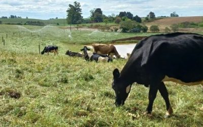 Apesar da falta de chuva, pastagens mantêm alimentação dos rebanhos no RS
