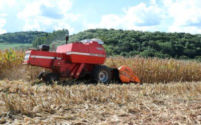 Colheita do milho se encaminha para o final no RS