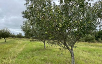Olivicultura gaúcha recupera produção