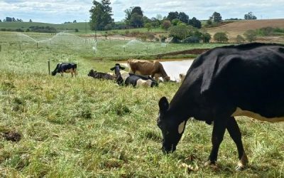 Declaração Anual de Rebanho pode ser feita on-line a partir desta quarta, (01/04)