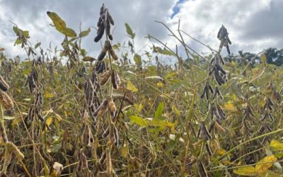 Colheita da soja chega a 50% da área cultivada no RS