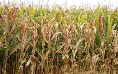 Cigarrinha-do-milho causa prejuízo de 25,8 bilhões de dólares ao País em quatro anos