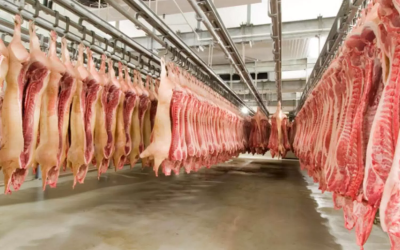 ECONOMIA: Exportações de carne suína registram recorde histórico em março