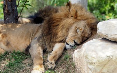 ECONOMIA: A taxação sobre dividendos ainda não teve o efeito esperado