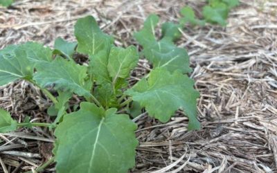 Expectativa de aumento expressivo da área impulsiona final da semeadura da canola no RS