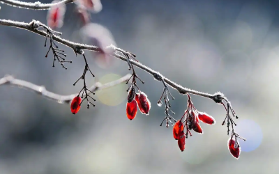 CLIMA: Massa de ar frio trará geada e temperaturas negativas ao RS