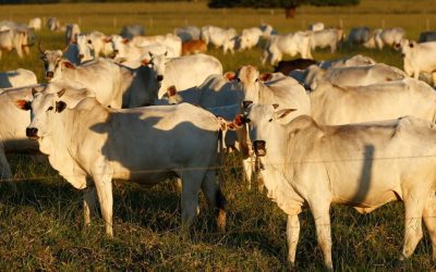 BRASIL: Carne bovina brasileira deve ganhar novos destinos daqui para frente