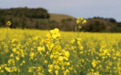 Semeadura da canola está quase concluída no RS