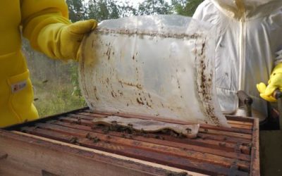 Manejo de abelhas no inverno exige cuidados com nutrição, temperatura e pragas