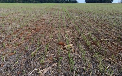 Plantio do trigo prossegue e lavouras apresentam bom estabelecimento no RS
