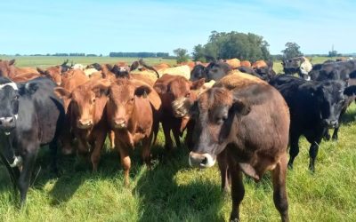 Homeopatia complementa estratégias de manejo bovino no inverno