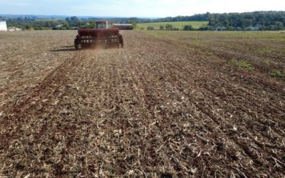 Semeadura de trigo evolui, com restrições pontuais decorrentes das chuvas
