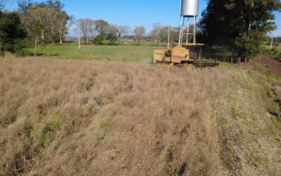 Inicia colheita da canola no Rio Grande do Sul