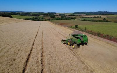 Começa colheita do trigo nas principais regiões produtoras do Rio Grande do Sul