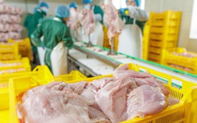 ECONOMIA: Exportações de carne de frango crescem 24,8% em agosto