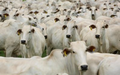ECONOMIA: União Europeia restringe compra de carne do Brasil