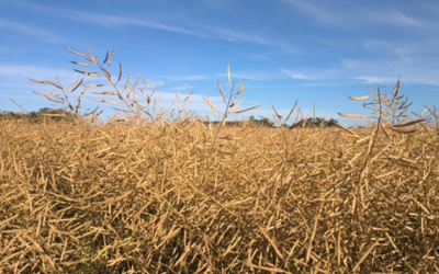 Canola segue em colheita no Rio Grande do Sul
