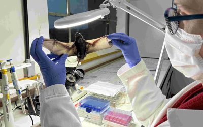Raiva herbívora exige atenção e prevenção no meio rural